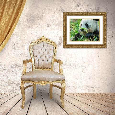 Panda eating bamboo Gold Ornate Wood Framed Art Print with Double Matting by Fitzharris, Tim