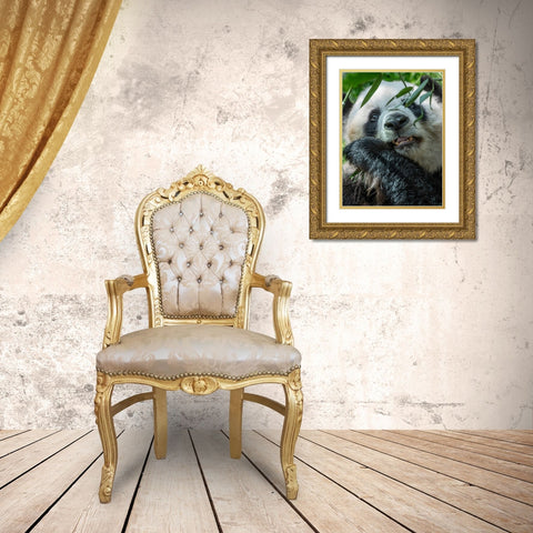 Panda eating bamboo Gold Ornate Wood Framed Art Print with Double Matting by Fitzharris, Tim