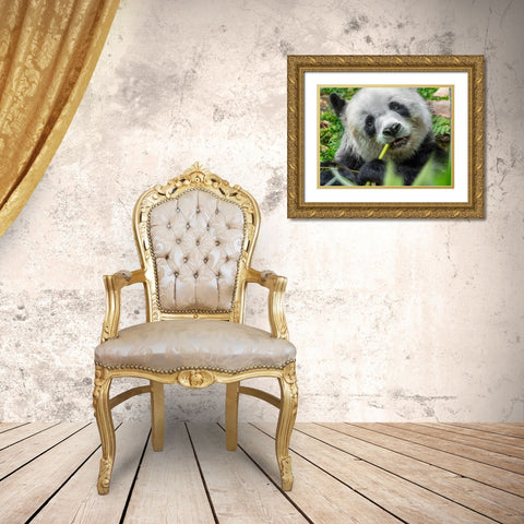 Panda eating bamboo Gold Ornate Wood Framed Art Print with Double Matting by Fitzharris, Tim