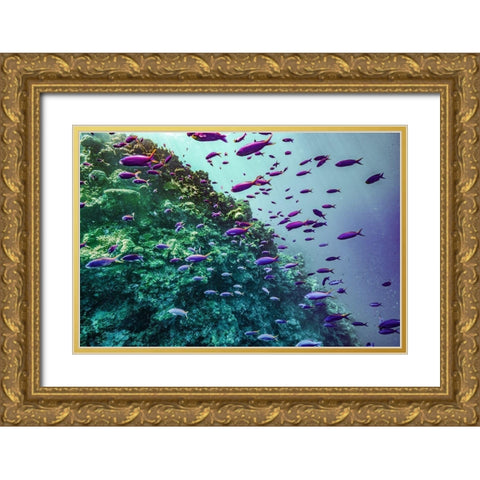 Coral reef fish-Philippines Gold Ornate Wood Framed Art Print with Double Matting by Fitzharris, Tim