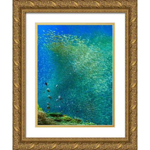 Sardines-Panagsama reef-Philippines Gold Ornate Wood Framed Art Print with Double Matting by Fitzharris, Tim