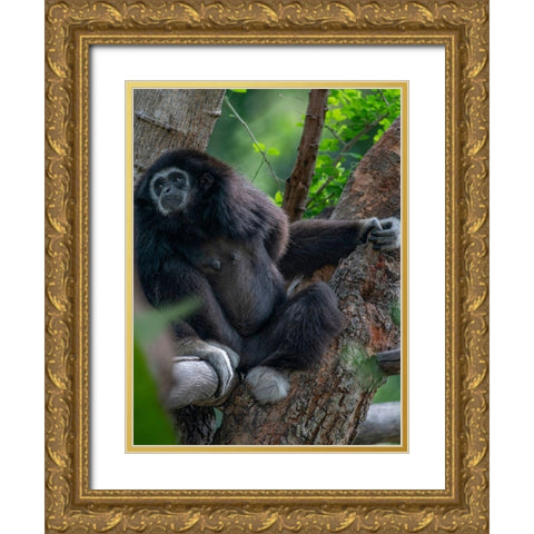 Black-crested Gibbon Gold Ornate Wood Framed Art Print with Double Matting by Fitzharris, Tim