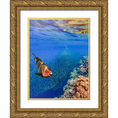 Red parrot fish and sardines-Panagsama reef-Philippines Gold Ornate Wood Framed Art Print with Double Matting by Fitzharris, Tim