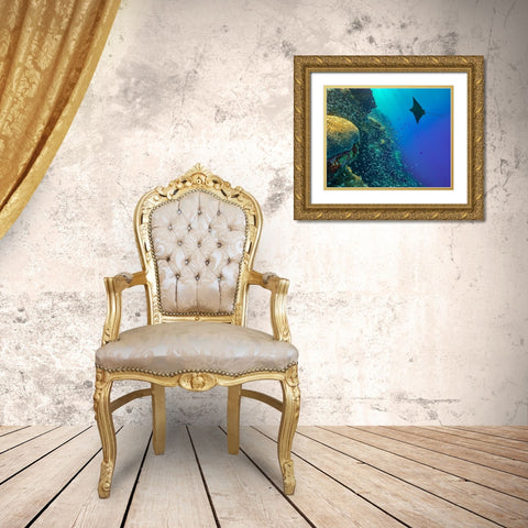Spotted Eagle Ray with brain coral Gold Ornate Wood Framed Art Print with Double Matting by Fitzharris, Tim