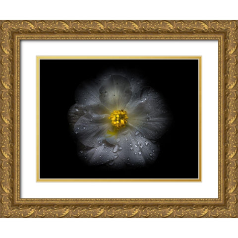 Backyard Flowers White 66 Gold Ornate Wood Framed Art Print with Double Matting by Carson, Brian