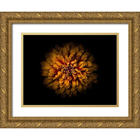 Backyard Flowers Gold 68 Gold Ornate Wood Framed Art Print with Double Matting by Carson, Brian