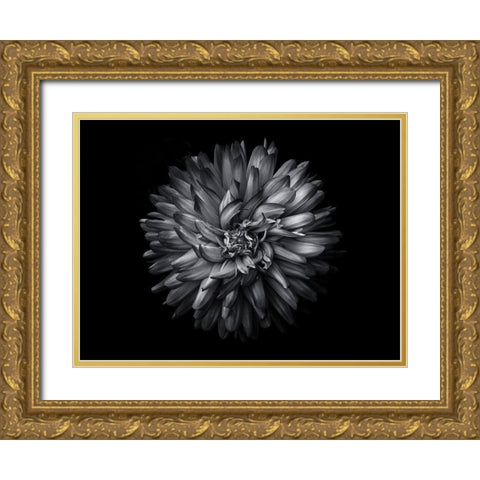 Backyard Flowers Black and White 20 Gold Ornate Wood Framed Art Print with Double Matting by Carson, Brian
