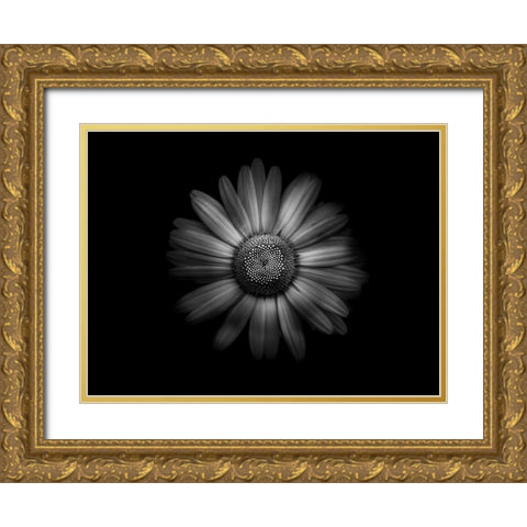Backyard Flowers Black and White 31 Gold Ornate Wood Framed Art Print with Double Matting by Carson, Brian