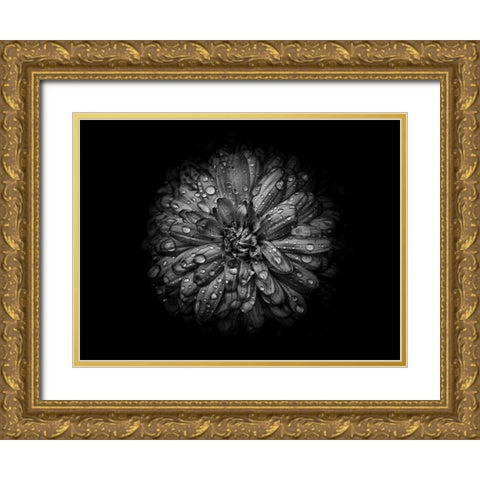 Backyard Flowers Black and White 44 Gold Ornate Wood Framed Art Print with Double Matting by Carson, Brian