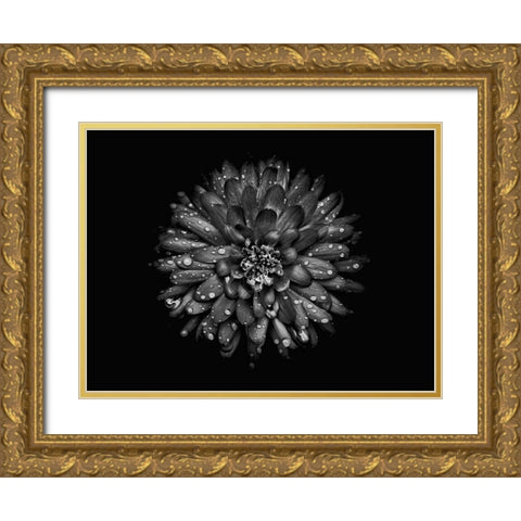 Backyard Flowers Black and White 45 Gold Ornate Wood Framed Art Print with Double Matting by Carson, Brian