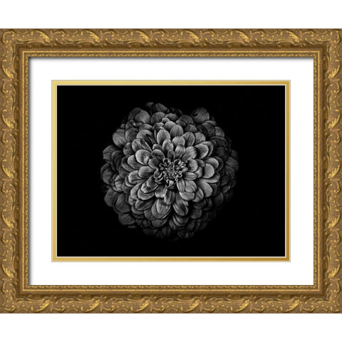 Backyard Flowers Black and White 54 Gold Ornate Wood Framed Art Print with Double Matting by Carson, Brian