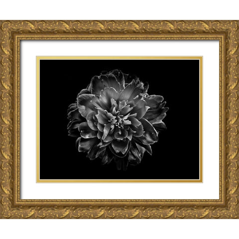 Backyard Flowers Black and White 55 Gold Ornate Wood Framed Art Print with Double Matting by Carson, Brian