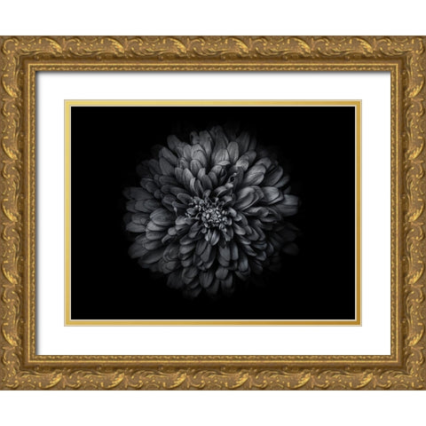 Backyard Flowers Black and White 68 Gold Ornate Wood Framed Art Print with Double Matting by Carson, Brian