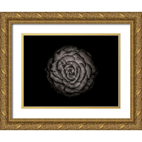 Backyard Flowers Black and White 85 Gold Ornate Wood Framed Art Print with Double Matting by Carson, Brian