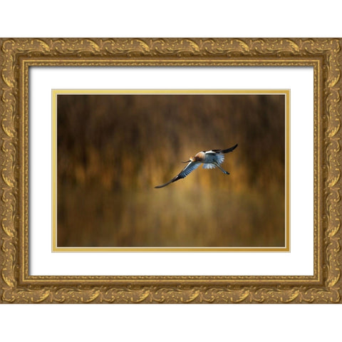 American Avocet Gold Ornate Wood Framed Art Print with Double Matting by Chang, Phillip
