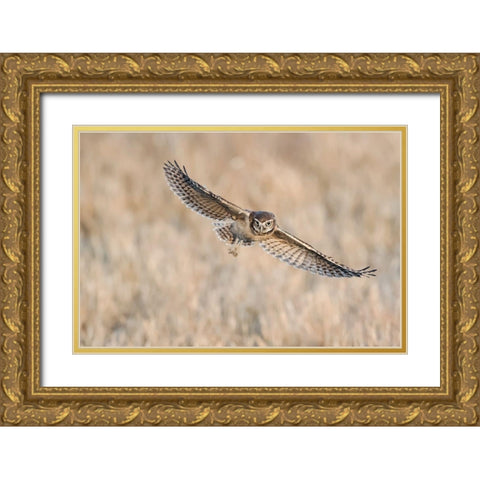 Baby Burrowing Owl Gold Ornate Wood Framed Art Print with Double Matting by Chang, Phillip