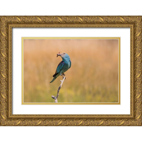 Happy Roller Gold Ornate Wood Framed Art Print with Double Matting by Chang, Phillip