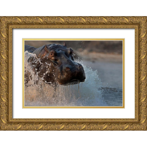 The Hippo Gold Ornate Wood Framed Art Print with Double Matting by Chang, Phillip