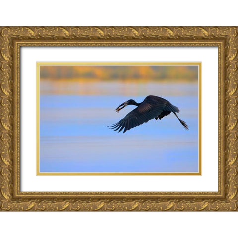 Openbill stork Gold Ornate Wood Framed Art Print with Double Matting by Chang, Phillip