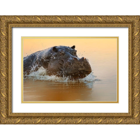 The rise of the hippo Gold Ornate Wood Framed Art Print with Double Matting by Chang, Phillip