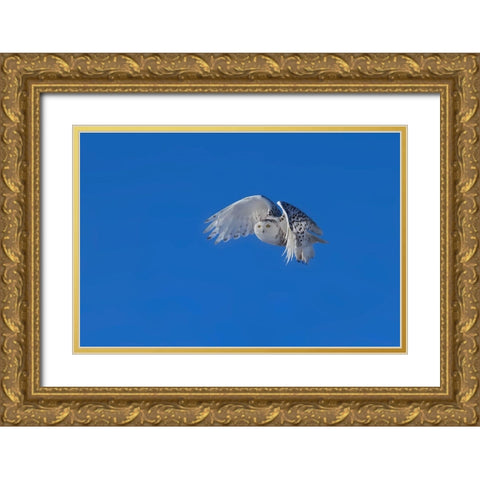 Snowy Owl Gold Ornate Wood Framed Art Print with Double Matting by Chang, Phillip