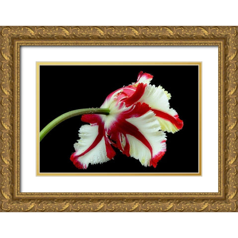 Tulipa flaming parrot Gold Ornate Wood Framed Art Print with Double Matting by Gronkjar, Lotte