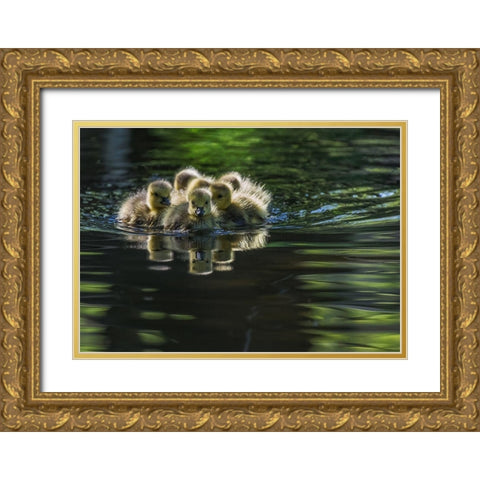 Cute Baby Canada Geese Gold Ornate Wood Framed Art Print with Double Matting by Tian, Xiaobing