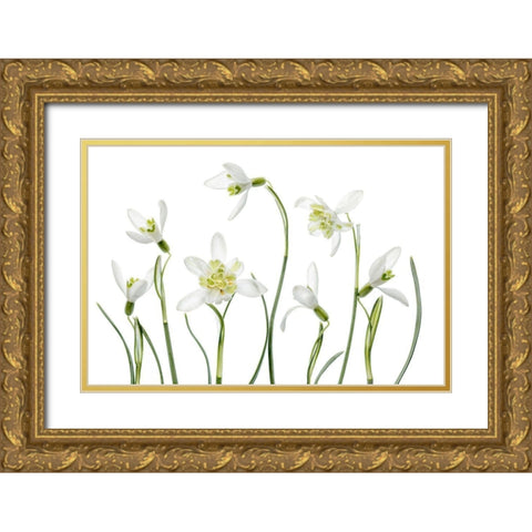 Spring Snowdrops Gold Ornate Wood Framed Art Print with Double Matting by Disher, Mandy