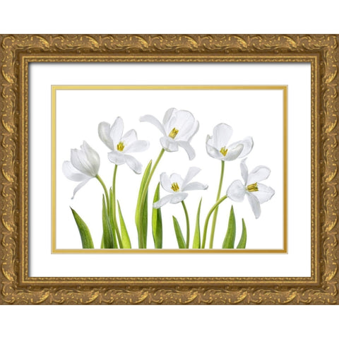 White Tulips Gold Ornate Wood Framed Art Print with Double Matting by Disher, Mandy