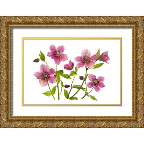 Helleborus x hybridus Tutu Gold Ornate Wood Framed Art Print with Double Matting by Parker, Jacky