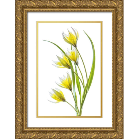 Tulipa Gold Ornate Wood Framed Art Print with Double Matting by Disher, Mandy