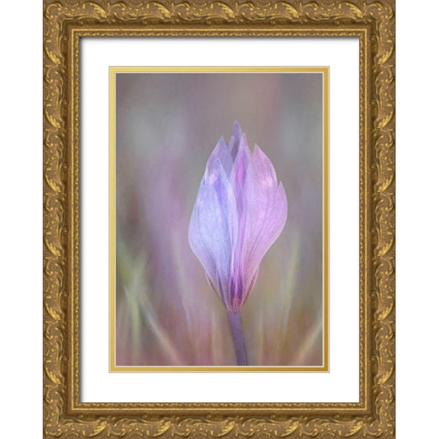 Crocus 1 Gold Ornate Wood Framed Art Print with Double Matting by Shumilova, Ludmila