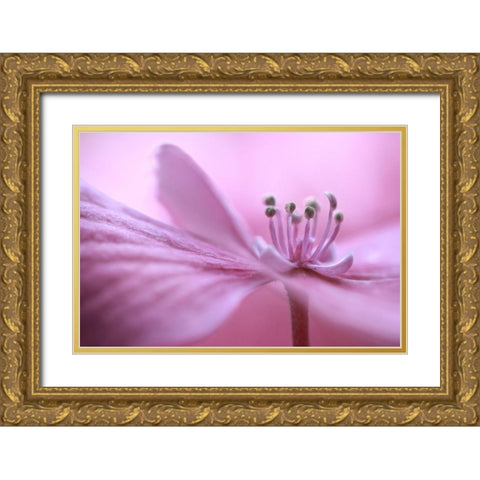 Hydrangea Gold Ornate Wood Framed Art Print with Double Matting by Disher, Mandy