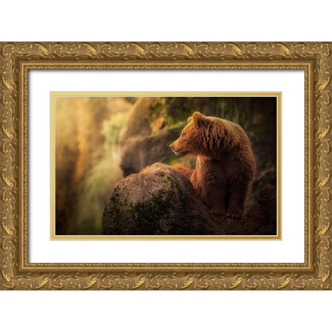 Brown bear during sunset Gold Ornate Wood Framed Art Print with Double Matting by Saavedra Ruiz, Sergio