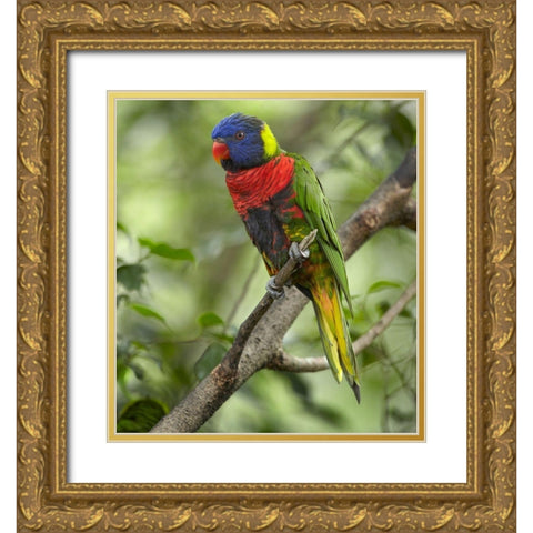 Rainbow Lory or Green Naped Lory Gold Ornate Wood Framed Art Print with Double Matting by Fitzharris, Tim