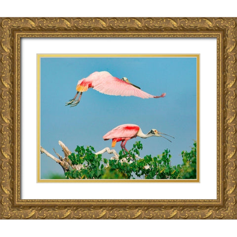 Roseate Spoonbills on Nest-High Island-Texas USA Gold Ornate Wood Framed Art Print with Double Matting by Fitzharris, Tim