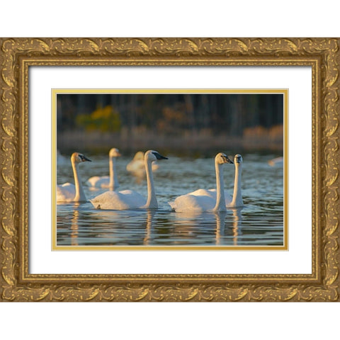 Trumpeter Swans-Magness Lake-Arkansas Gold Ornate Wood Framed Art Print with Double Matting by Fitzharris, Tim