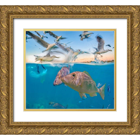 Snapper and Gulls-Coral Coast-Western Australia Gold Ornate Wood Framed Art Print with Double Matting by Fitzharris, Tim
