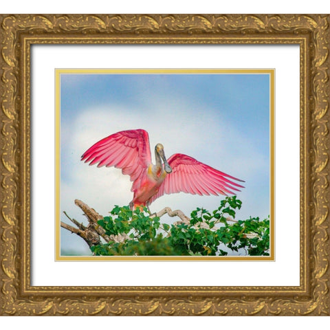 Roseate Spoonbills Landing Gold Ornate Wood Framed Art Print with Double Matting by Fitzharris, Tim