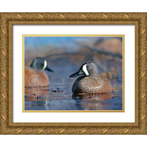 Blue-winged Teals Gold Ornate Wood Framed Art Print with Double Matting by Fitzharris, Tim