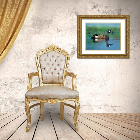 Blue-winged Teal Gold Ornate Wood Framed Art Print with Double Matting by Fitzharris, Tim