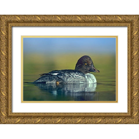 Common Golden-eye Duck Female Gold Ornate Wood Framed Art Print with Double Matting by Fitzharris, Tim