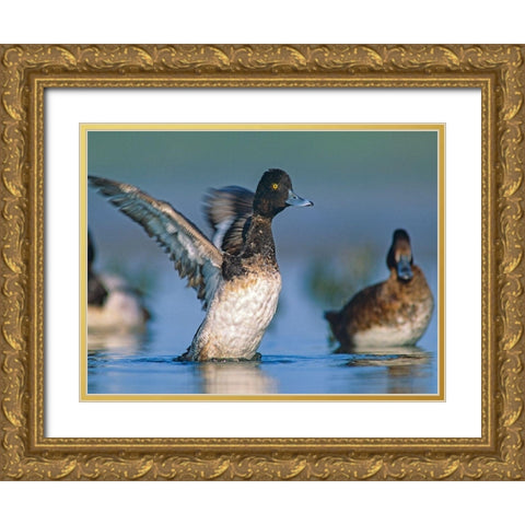 Lesser Scaup Duck I Gold Ornate Wood Framed Art Print with Double Matting by Fitzharris, Tim