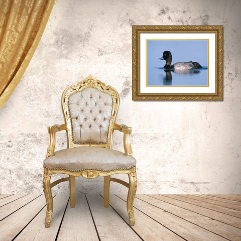 Lesser Scaup Duck II Gold Ornate Wood Framed Art Print with Double Matting by Fitzharris, Tim