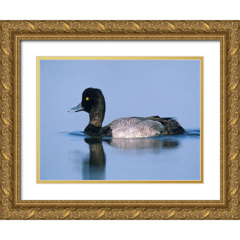 Lesser Scaup Duck II Gold Ornate Wood Framed Art Print with Double Matting by Fitzharris, Tim