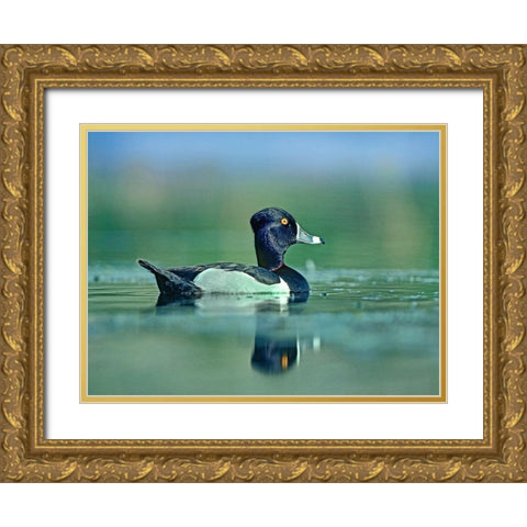 Ring-necked Duck Gold Ornate Wood Framed Art Print with Double Matting by Fitzharris, Tim