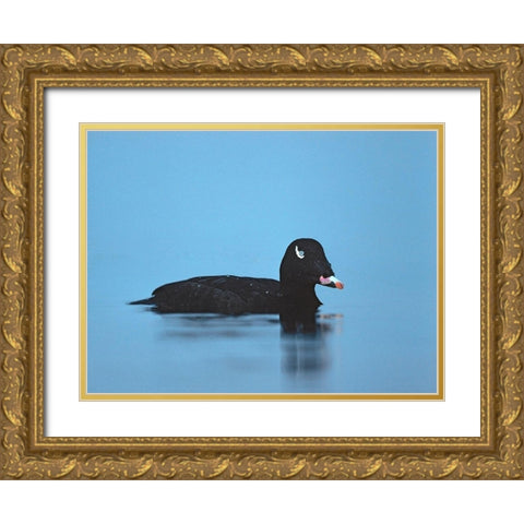 White-winged scoter-Esquimalt Lagoon-British Columbia Gold Ornate Wood Framed Art Print with Double Matting by Fitzharris, Tim