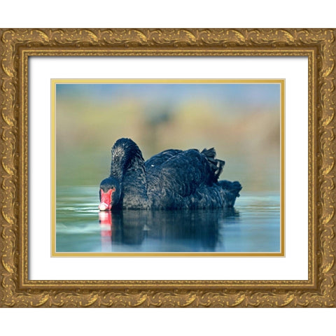 Black Swan Sipping Water Gold Ornate Wood Framed Art Print with Double Matting by Fitzharris, Tim