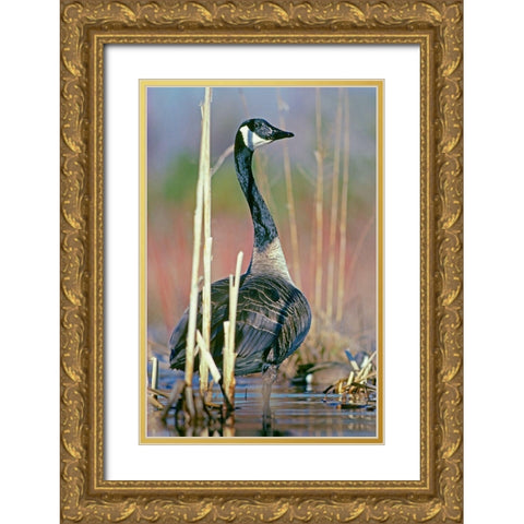 Canada Goose I Gold Ornate Wood Framed Art Print with Double Matting by Fitzharris, Tim