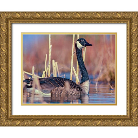 Canada Goose II Gold Ornate Wood Framed Art Print with Double Matting by Fitzharris, Tim